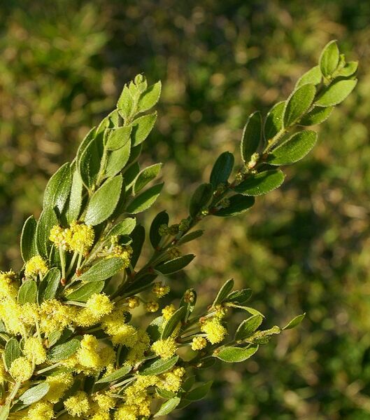 File:904px-Acacia vestita.jpg