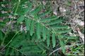 Juvenile leaf