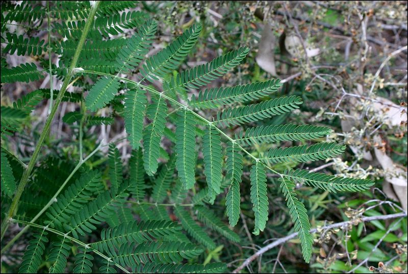 File:Acacia melanoxylon b.jpg