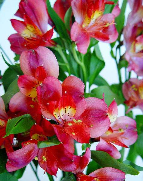 File:Alstroemeria aurantiaca-962.jpg