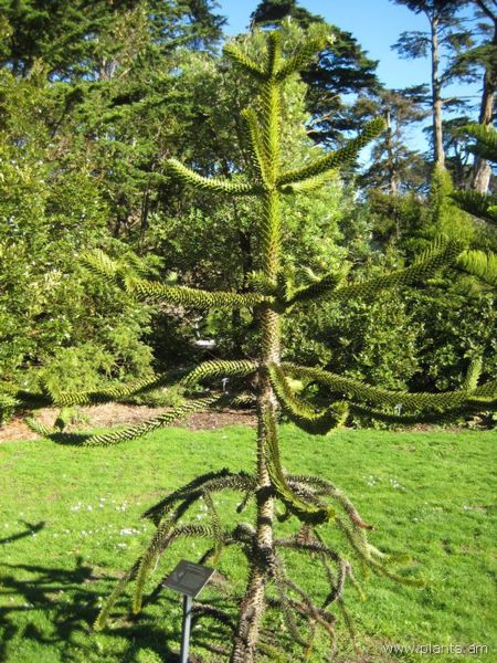 File:Araucaria araucana-monkey puzzle-IMG 7037 sfbg0308.jpg