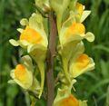 Common Toadflax - flower detail