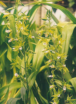 Eulophia euglossa