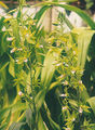 Thumbnail for version as of 14:11, 5 July 2007