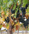 Thumbnail for version as of 16:45, 22 October 2007