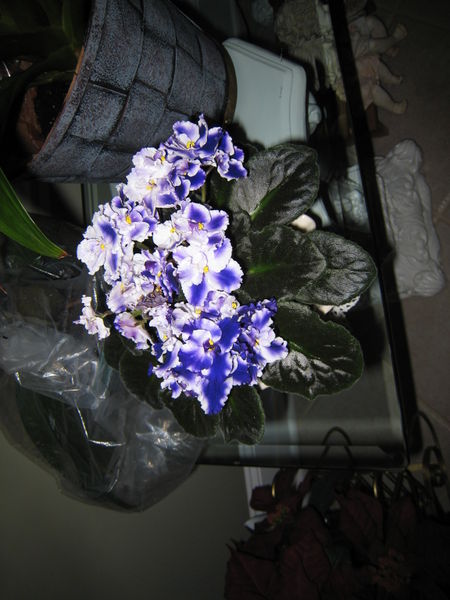 File:IMG 0141.JPG-869.jpg