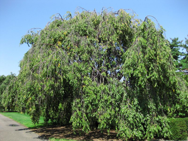 File:IMG 0160 nybg09.jpg