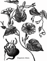 Thumbnail for version as of 13:09, 17 October 2007
