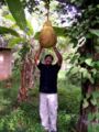 Illustration of the size of jackfruit