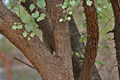 trunk