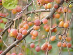 Malus sikkimensis fruit