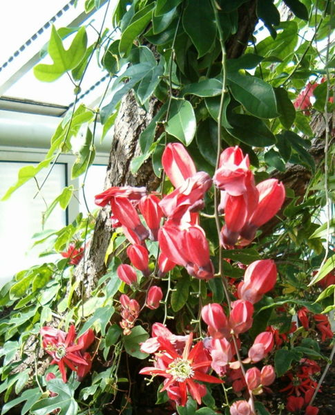 File:Passiflora racemosa HabitusFlowers BotGardBln0906a.jpg
