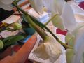 An orchid seed capsule