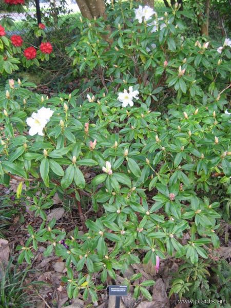 File:Rhododendron-forsterianum-IMG 7214 sfbg0308.jpg