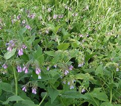 Russian comfrey (Symphytum x uplandicum)