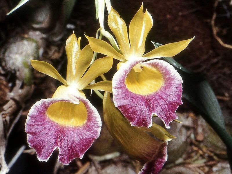 File:1024px-Galeandra batemanii Orchi 02.jpg