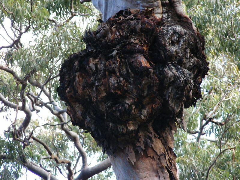 File:1024px-Heathcote National Park tree.jpg