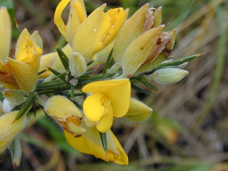 File:1024px-Starr 030405-0004 Ulex europaeus.jpg