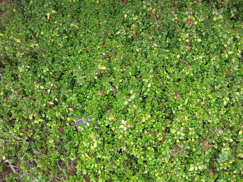 File:1280px-IMG 5045 hunt0904.jpg