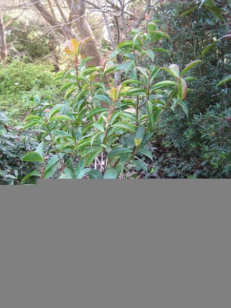File:20080929054820!Gordonia longicarpa-IMG 7458 sfbg0308.jpg