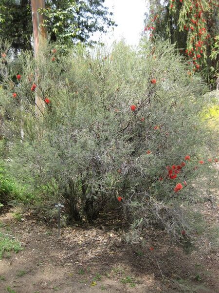 File:576px-IMG 4570 hunt0904.jpg