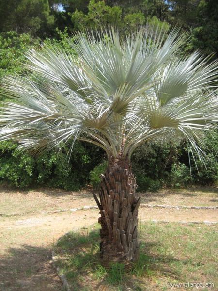 File:Butia capitata-IMG 2990 lokrun.jpg