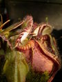 Thumbnail for version as of 08:18, 6 May 2007