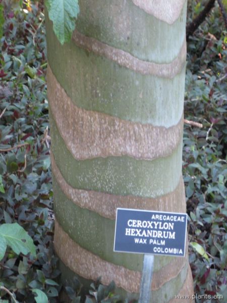 File:Ceroxylon hexandrum-wax palm-IMG 7050 sfbg0308.jpg
