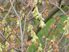 Corylopsis spicata in flower