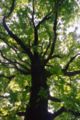 Crooked branches of Quercus robur, Serbia.