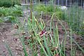 Growing wild along a fence