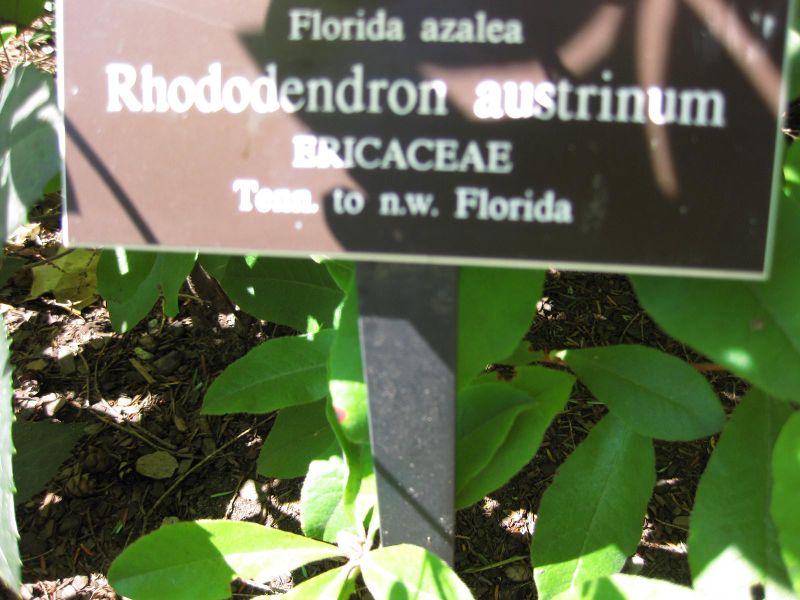 File:IMG 0305 nybg09.jpg