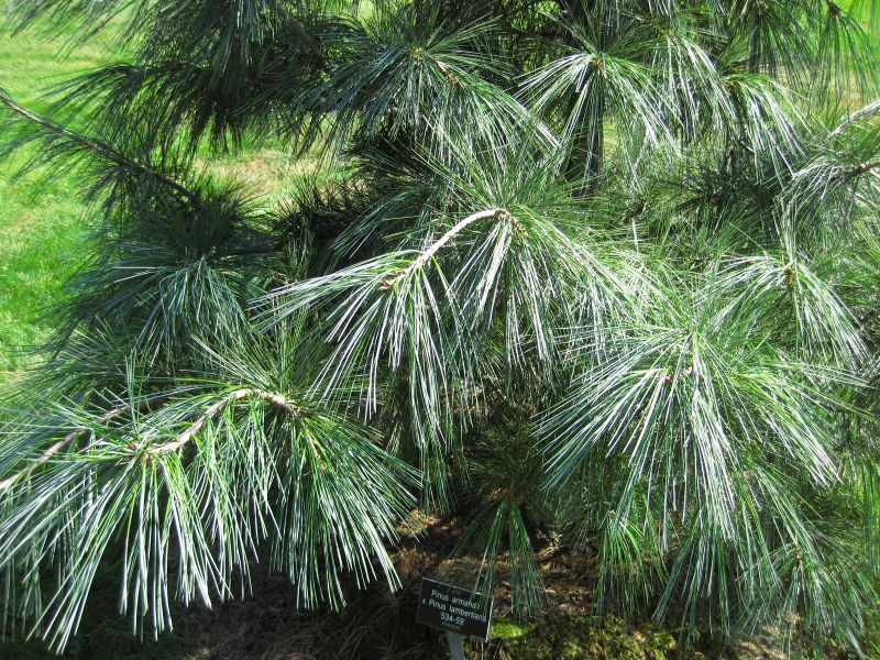 File:IMG 0318 nybg09.jpg