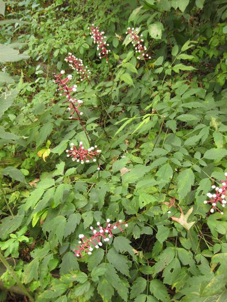 File:IMG 1434 bbg09.jpg