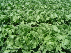 Iceberg lettuce field