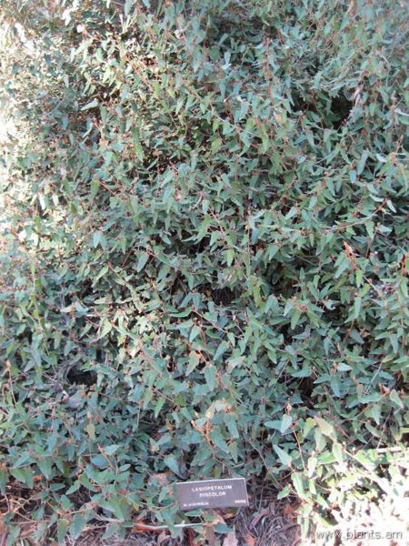 File:Lasiopetalum discolor-IMG 0693 hunt07.jpg