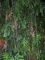 Foliage
