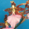 Thumbnail for version as of 13:12, 2 May 2007