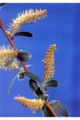 Catkins