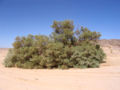 Unknown species, Algeria
