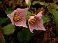 'Purple Heart'