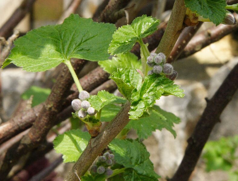 File:1009px-Ribes nigrum (knospend).jpg