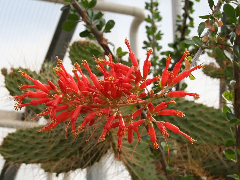 File:1019px-Fouquieria diguetii 03.jpg