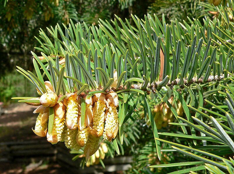 File:1024px-Abies bracteata 2.jpg