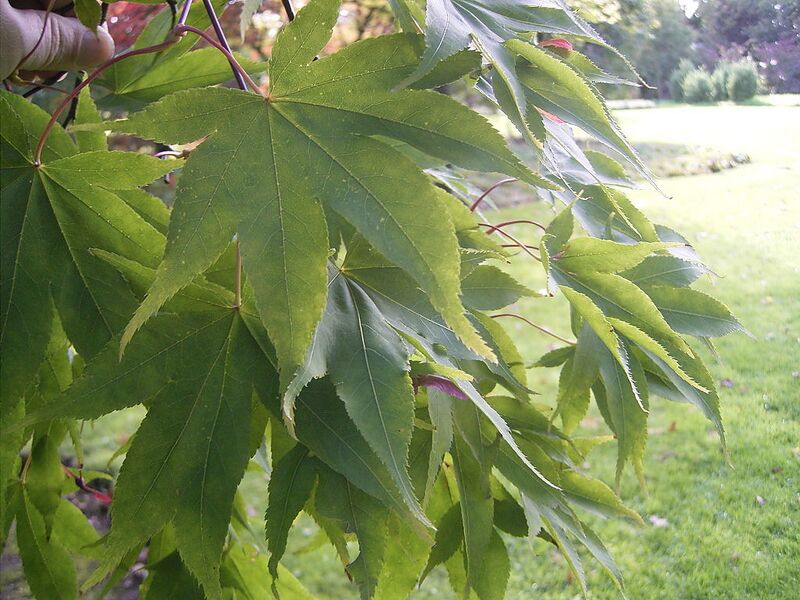 File:1024px-Acer palmatum 'osakazuki' 01-10-2005 14.11.32.JPG