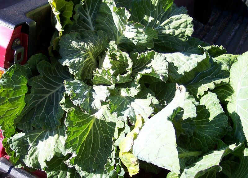 File:1280px-Green Glaze.jpg