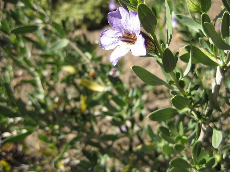 File:1280px-IMG 2044 hunt09oct.jpg