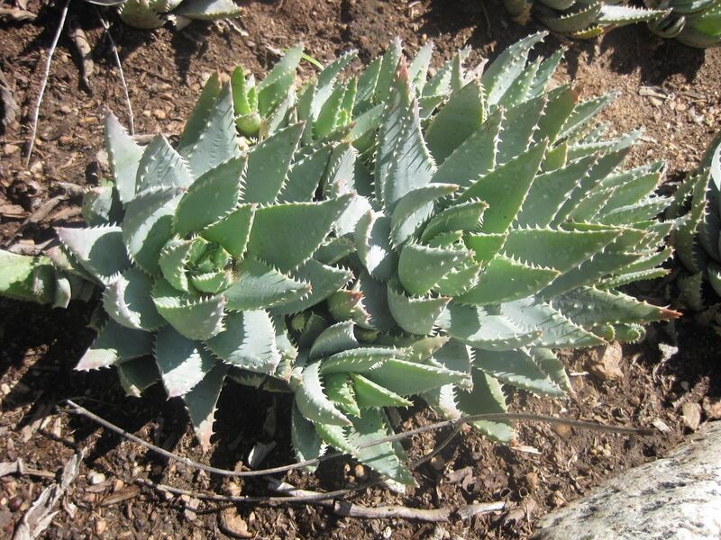 File:1280px-IMG 2386 hunt0903.jpg