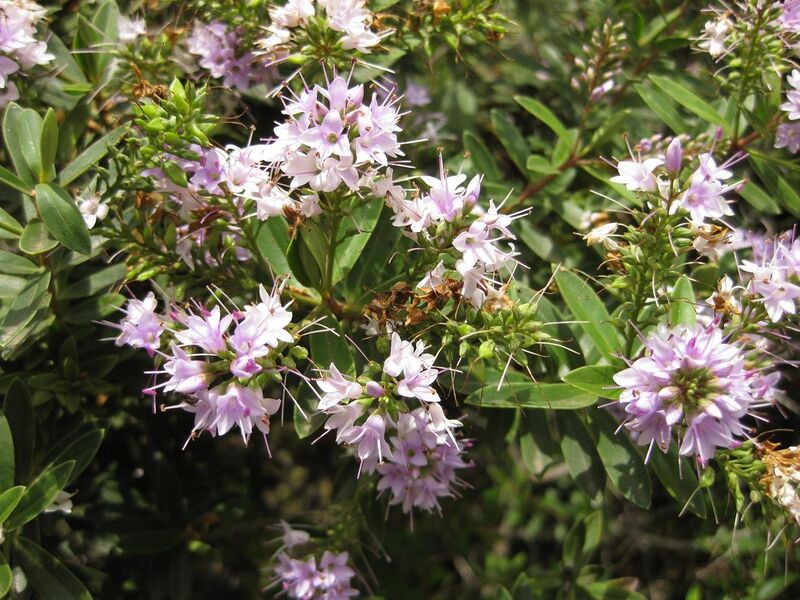 File:1280px-IMG 7364 hunt09jun.jpg