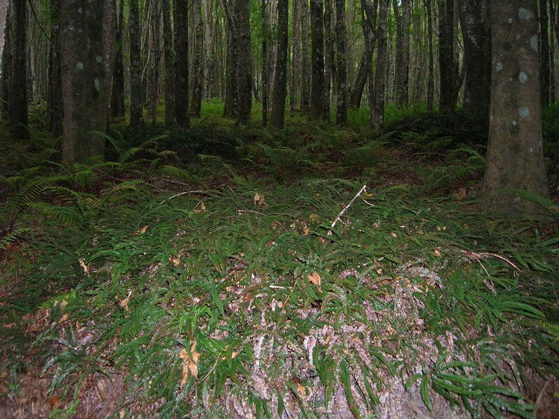 File:1280px-Starr 050825-4219 Adiantum hispidulum.jpg